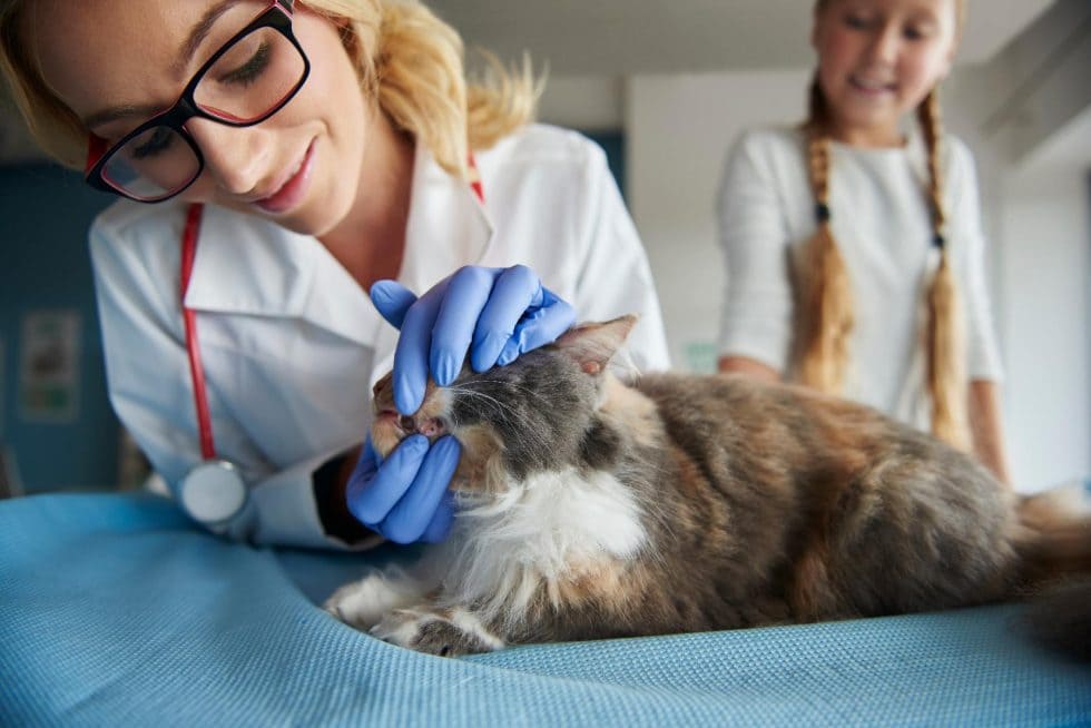 Veterinary consultation for safe parasite treatment